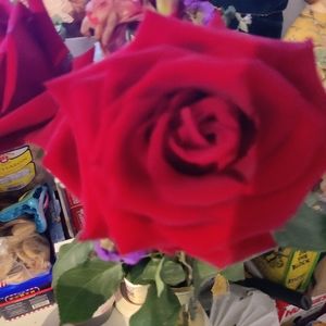 Meet your Posher, Rose